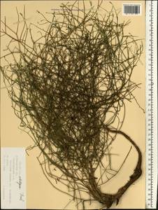 Chondrilla ambigua Fisch. ex Kar. & Kir., Eastern Europe, Lower Volga region (E9) (Russia)