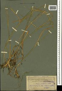 Thinopyrum intermedium subsp. intermedium, Caucasus, Armenia (K5) (Armenia)