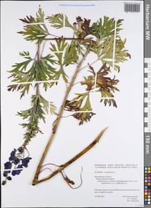 Aconitum variegatum subsp. variegatum, Eastern Europe, Northern region (E1) (Russia)