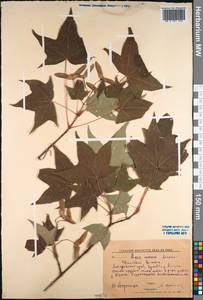 Acer pictum subsp. mono (Maxim.) H. Ohashi, Siberia, Russian Far East (S6) (Russia)