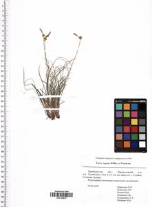 Carex supina Willd. ex Wahlenb., Eastern Europe, Eastern region (E10) (Russia)