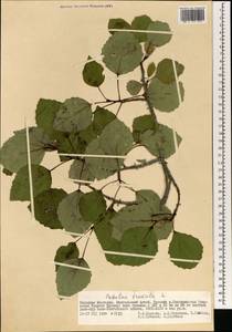 Populus tremula L., Mongolia (MONG) (Mongolia)