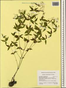 Galium valantioides M.Bieb., Caucasus, Krasnodar Krai & Adygea (K1a) (Russia)