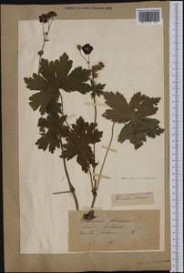 Geranium phaeum L., Western Europe (EUR) (Switzerland)