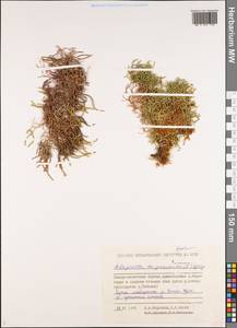 Boreoselaginella sanguinolenta (L.) Li Bing Zhang & X. M. Zhou, Siberia, Yakutia (S5) (Russia)