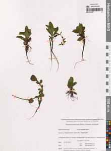 Veronica americana (Raf.) Schwein. ex Benth., Siberia, Chukotka & Kamchatka (S7) (Russia)