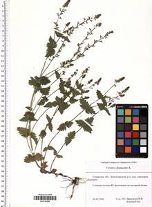 Veronica chamaedrys L., Eastern Europe, Middle Volga region (E8) (Russia)