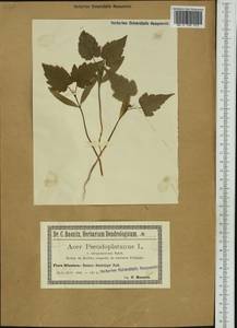 Acer pseudoplatanus L., Western Europe (EUR) (Poland)