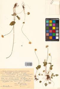 Parnassia palustris L., Siberia, Chukotka & Kamchatka (S7) (Russia)