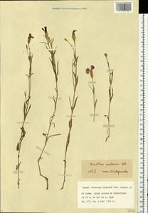 Dianthus pratensis, Eastern Europe, Eastern region (E10) (Russia)