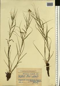 Gelasia ensifolia (M. Bieb.) Zaika, Sukhor. & N. Kilian, Eastern Europe, Lower Volga region (E9) (Russia)