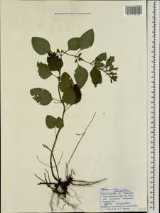 Clinopodium grandiflorum (L.) Kuntze, Caucasus, Black Sea Shore (from Novorossiysk to Adler) (K3) (Russia)