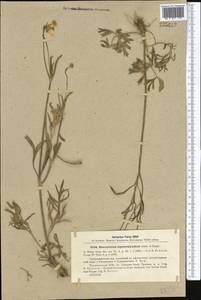 Ranunculus sewerzowii Regel, Middle Asia, Syr-Darian deserts & Kyzylkum (M7) (Uzbekistan)
