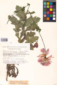 Papaver somniferum L., Eastern Europe, Moscow region (E4a) (Russia)