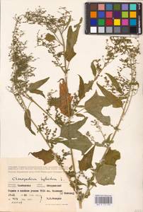 Chenopodiastrum hybridum (L.) S. Fuentes, Uotila & Borsch, Eastern Europe, Central forest-and-steppe region (E6) (Russia)