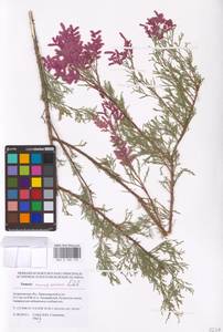 Tamarix ramosissima Ledeb., Eastern Europe, Lower Volga region (E9) (Russia)