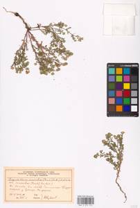 Matricaria discoidea DC., Eastern Europe, Moscow region (E4a) (Russia)