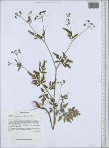 Torilis japonica (Houtt.) DC., South Asia, South Asia (Asia outside ex-Soviet states and Mongolia) (ASIA) (China)