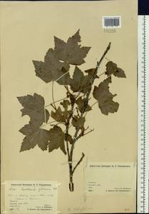 Ribes latifolium Jancz., Siberia, Chukotka & Kamchatka (S7) (Russia)