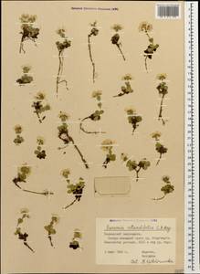 Noccaea germanii Al-Shehbaz, Caucasus, Krasnodar Krai & Adygea (K1a) (Russia)