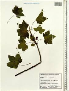 Ribes spicatum subsp. lapponicum Hyl., Siberia, Central Siberia (S3) (Russia)