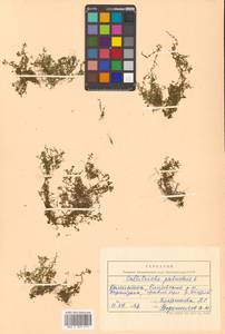 Callitriche palustris subsp. palustris, Siberia, Chukotka & Kamchatka (S7) (Russia)