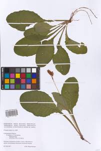Primula elatior (L.) L., Eastern Europe, Western region (E3) (Russia)
