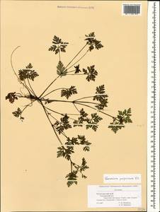 Geranium purpureum Vill., Caucasus, Black Sea Shore (from Novorossiysk to Adler) (K3) (Russia)
