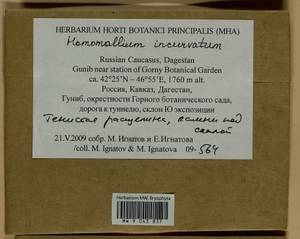 Homomallium incurvatum (Schrad. ex Brid.) Loeske, Bryophytes, Bryophytes - North Caucasus & Ciscaucasia (B12) (Russia)