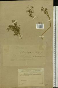 Descurainia sophia (L.) Webb ex Prantl, Eastern Europe, North-Western region (E2) (Russia)
