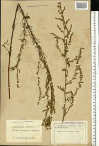 Artemisia campestris L., Eastern Europe, Latvia (E2b) (Latvia)