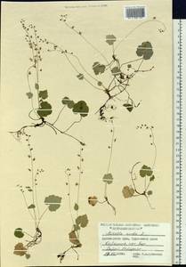 Mitella nuda L., Siberia, Central Siberia (S3) (Russia)