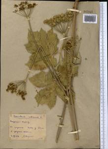 Heracleum sphondylium subsp. sibiricum (L.) Simonk., Middle Asia, Northern & Central Kazakhstan (M10) (Kazakhstan)