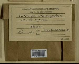 Calliergonella cuspidata (Hedw.) Loeske, Bryophytes, Bryophytes - Karelia, Leningrad & Murmansk Oblasts (B4) (Russia)
