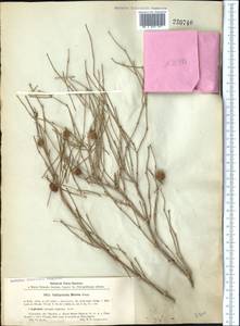 Calligonum murex Bunge, Middle Asia, Caspian Ustyurt & Northern Aralia (M8) (Kazakhstan)