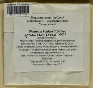 Dicranum bonjeanii De Not., Bryophytes, Bryophytes - European North East (B7) (Russia)