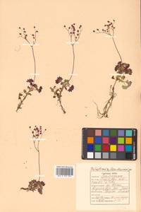 Micranthes nudicaulis (D. Don) Gornall & H. Ohba, Siberia, Russian Far East (S6) (Russia)