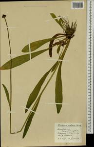 Pilosella caespitosa subsp. caespitosa, Eastern Europe, Moscow region (E4a) (Russia)