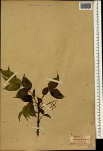 Euscaphis japonica (Thunb.) Kanitz, South Asia, South Asia (Asia outside ex-Soviet states and Mongolia) (ASIA) (Japan)