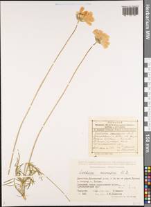 Lomelosia caucasica (M. Bieb.) Greuter & Burdet, Caucasus, Dagestan (K2) (Russia)