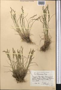 Poa glauca subsp. glauca, Middle Asia, Western Tian Shan & Karatau (M3) (Kyrgyzstan)
