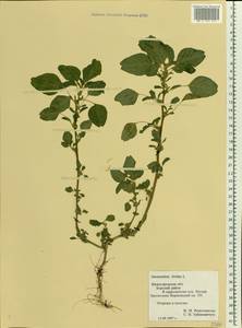 Amaranthus blitum L., Eastern Europe, Volga-Kama region (E7) (Russia)