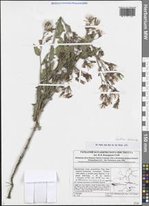Lactuca tatarica (L.) C. A. Mey., Siberia, Altai & Sayany Mountains (S2) (Russia)