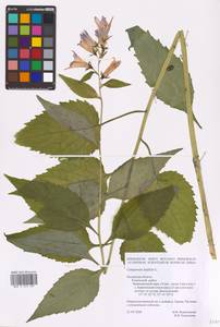 Campanula latifolia L., Eastern Europe, Central region (E4) (Russia)