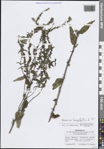 Veronica longifolia L., Eastern Europe, Middle Volga region (E8) (Russia)