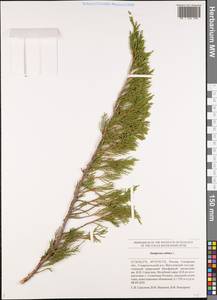 Juniperus sabina L., Eastern Europe, Middle Volga region (E8) (Russia)