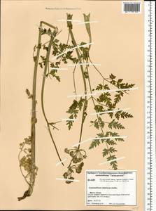 Conioselinum tataricum Hoffm., Siberia, Central Siberia (S3) (Russia)