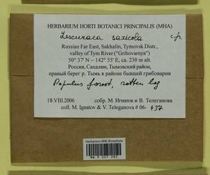 Lescuraea saxicola (Schimp.) Molendo, Bryophytes, Bryophytes - Russian Far East (excl. Chukotka & Kamchatka) (B20) (Russia)