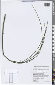 Equisetum hyemale L., Siberia, Baikal & Transbaikal region (S4) (Russia)