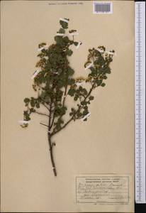 Spiraea pilosa Franch., Middle Asia, Western Tian Shan & Karatau (M3) (Kazakhstan)